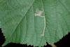 Stigmella tiliae
